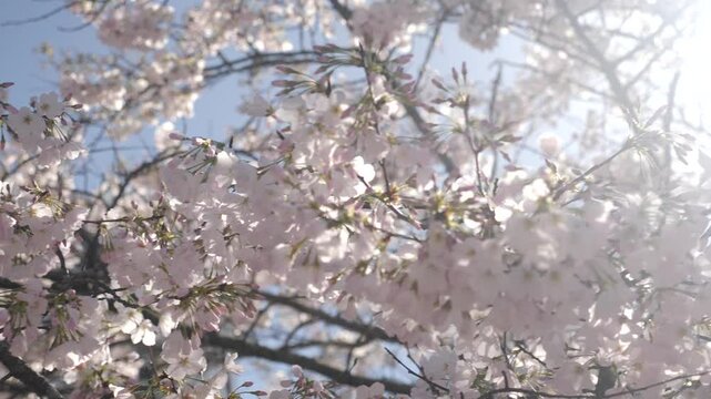 Cherry blossoms create serenity