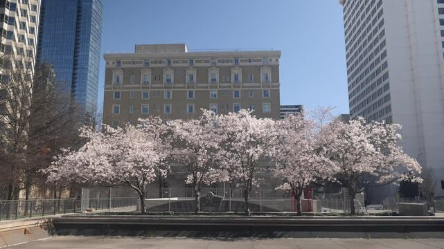 Spring cherry blossoms in downtown park