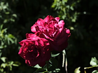 valentine rose and the green background