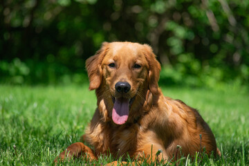 Golden retriever playing outside