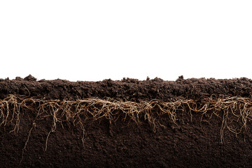 Cross section of soil showing roots and texture.