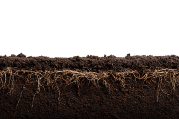 Cross section of soil showing roots and texture.