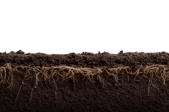 Cross section of soil showing roots and texture.