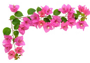 Pink bougainvillea flowers and green leaves isolated on transparent background