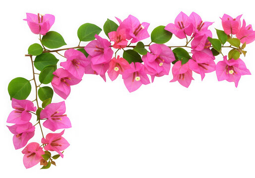 Pink bougainvillea flowers and green leaves isolated on transparent background