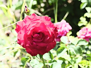 valentine rose and the green background