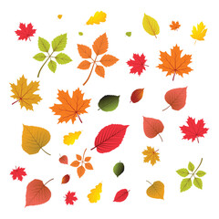 Autumn Leaves: Vibrant Fall Foliage Collection,  Scattered Design, White Background.