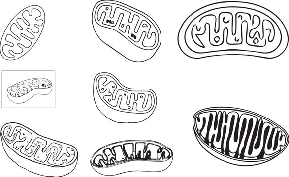mitochondria vector