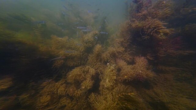 hornwort dominate shallow freshwater pond, aquatic plant mess, sunbleak and bitterling fish fry, green hair microalgae low visibility muddy water, human polluted environment, Riv river in town Bar