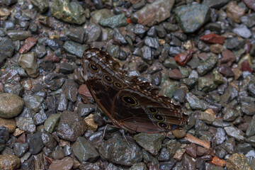 Blue Morpho Butterfly