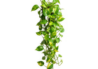 Golden pothos plant isolated on transparent background