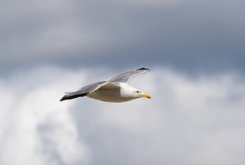 Gaviota patiamarilla vuelo