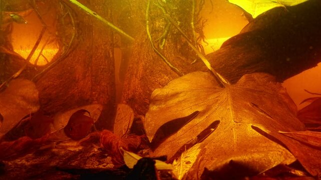 monstera leaf botanicals in tea color tannin stained acid water, Hyphessobrycon socolofi Rio Negro endemic fish, golden pencilfish in litter driftwood blackwater biotope aquascape, LED light aquarium