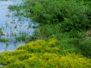 A fragment of a swamp in a summer forest.