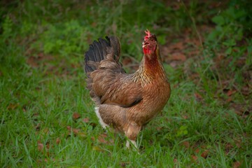 Brown chicken standing in the green grass
