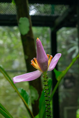Banana Tree Flower
