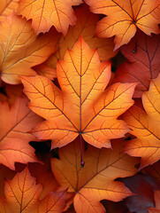 Fototapeta premium Close-Up of Orange Maple Leaves in Autumn Season
