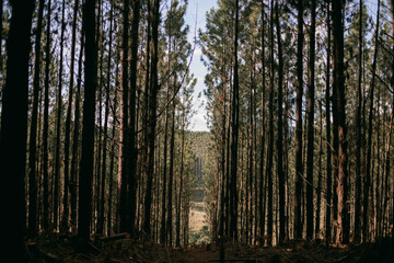 Forest, Woods. Eucalyptus plantation with views of the mountains