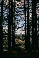 Forest, Woods. Eucalyptus plantation with views of the mountains