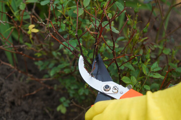Pruning roses is flower care that promotes healthier growth and bright blooms.