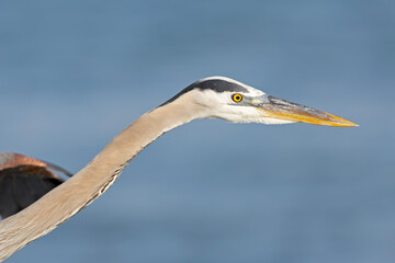 Portrait of a great blue heron (Ardea herodias) in flight.