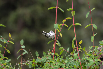 The white azure tit or prince (Cyanistes cyanus) sits on a thin branch of a shrubby plant, illuminated by sunlight, rear view.