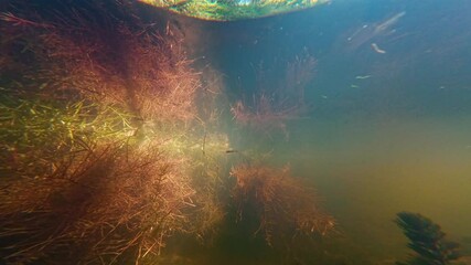 willow root grow underwater and filter water, sun ray backlight, low visibility muddy water, organic particle pollution, surface reflection, green algae in shallow freshwater river Buher in Lityn - Powered by Adobe