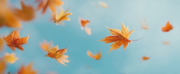 The vibrant autumn leaves gracefully floating against a soft blue background.
