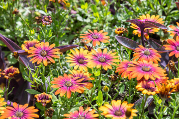 Brightly colored African daisies with orange and purple petals blooming in a lively garden surrounded by lush green foliage.
