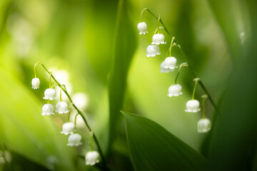 Lily of the valley flowers with leaves in the green grass on a sunny day outdoors