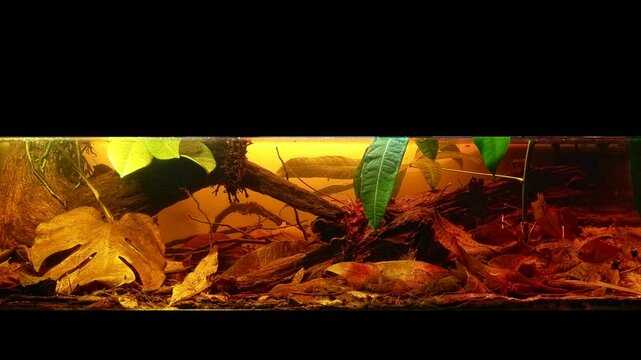 blackwater aquascape biotope aquarium front glass fts, monstera botanical leaf litter, tea color tannin acid water, Hyphessobrycon socolofi Rio Negro endemic fish, pachira grow submerged in sandbed