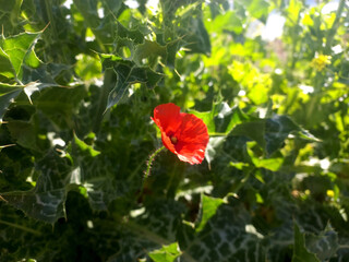 Vibrant red poppy bloom amidst green foliage in sunlight. Red flower on a green blurred background. Papaver rhoeas