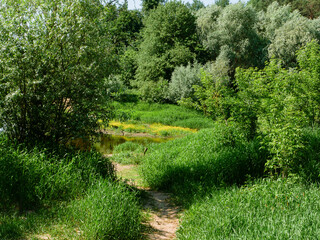Simple rural summer landscape in bright weather.
