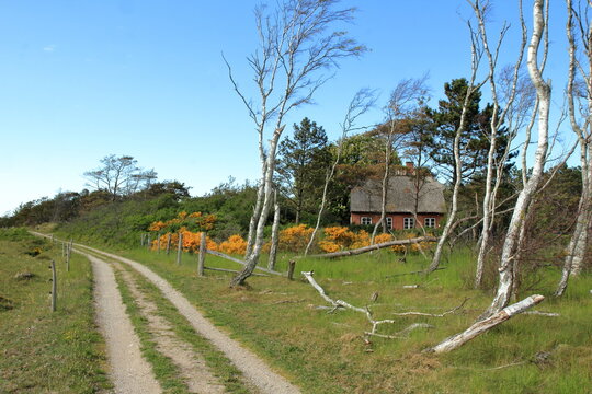 room bushes with flowers and a red cottage in Tisvilde Hegn, North Zealand, Denmark