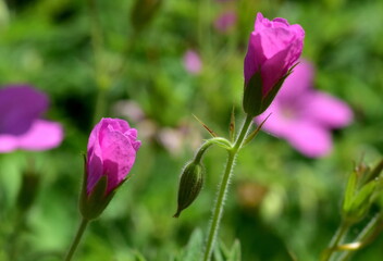 Knospen eines rosa Pyrenäen-Storchschnabels