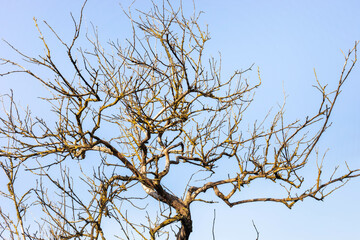 Bare branches of a tree against a clear blue sky showcasing nature's stark beauty and tranquility