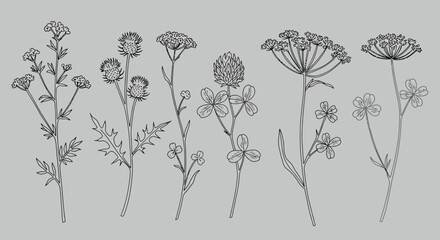 Botanical illustration of wildflower and herb outlines for design projects vector illustration