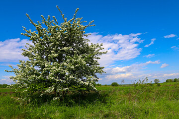 A blossoming tree with white inflorescences stands in a field under a bright blue sky with white clouds, symbolizing spring renewal. This landscape conveys the freshness of nature and its beauty under © Олег Струс