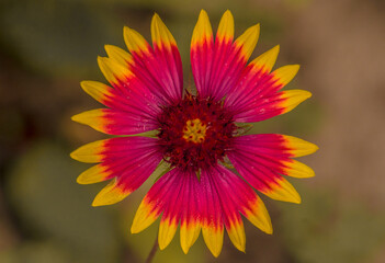 Politically Correct This Is Called The Native American Blanket.   Or It Can Be Called A Firewheel.  I Call It Awesome. 