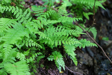 Bright green ferns with delicate leaves grow densely in a shaded forest, creating a rich texture...