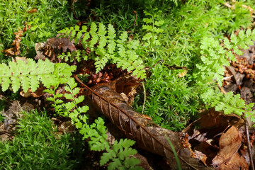 A sprawling moss carpet in the forest is dotted with bright green ferns and dry fallen leaves,...