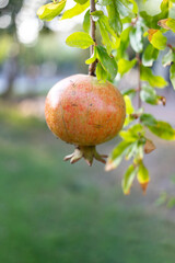 Ripe pomegranate hanging from a branch surrounded by vibrant green leaves in a garden