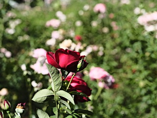valentine rose and green background