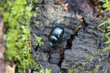 A black dung beetle crawling on a moss-covered tree creates a detailed macro scene of wildlife....