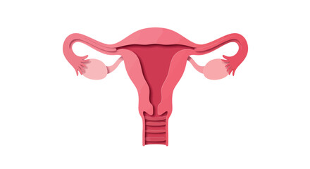 Human uterus anatomy illustration for educational and medical use vector illustration