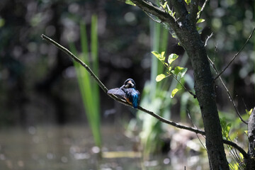 Bird perched on a branch near still water surrounded by lush vegetation in a tranquil natural setting