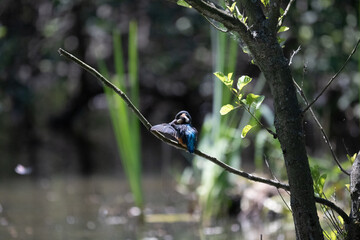 Obraz premium Bird perched on a branch near still water surrounded by lush vegetation in a tranquil natural setting