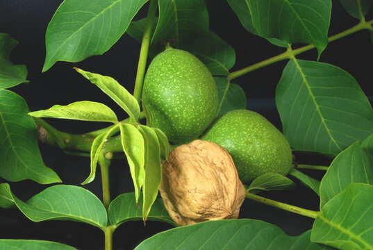 two unripe green walnuts and a ripe fruit without a peel on a background of walnut tree leaves