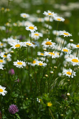 Fototapeta premium White Daisies in the field