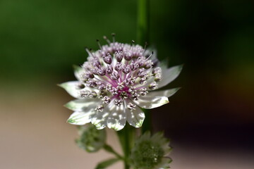 Nahaufnahme einer Sterndolde